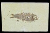 Bargain Fossil Fish (Knightia) - Wyoming #120478-1